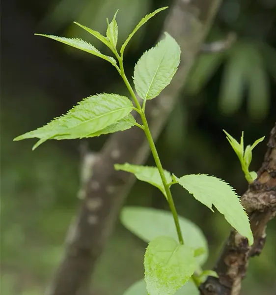 Pretreatment empat langkah daun Eucommia segar