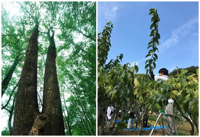 Praktik Berkelanjutan Ekonomi Hutan Eucommia